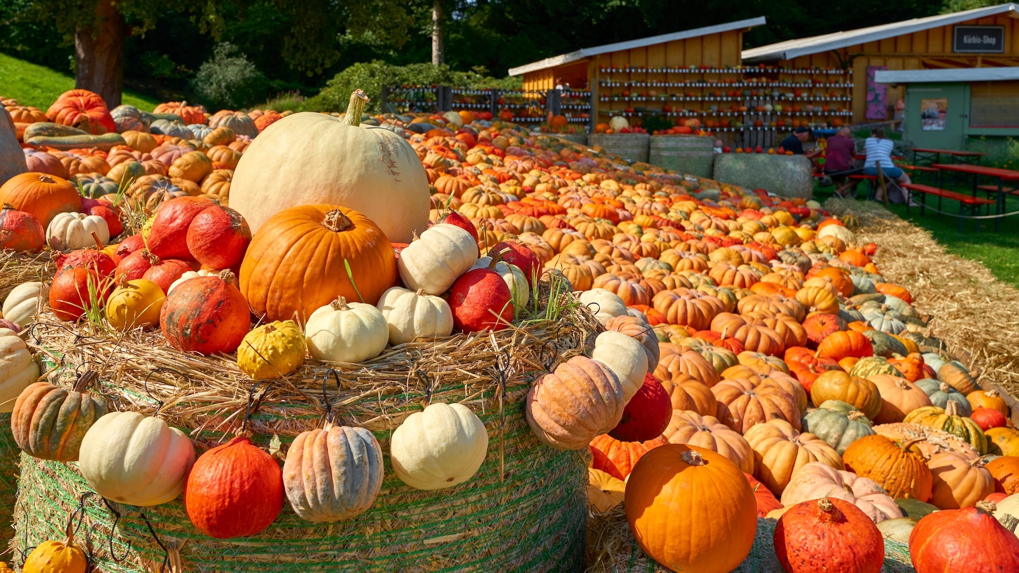Un gros tas de courges